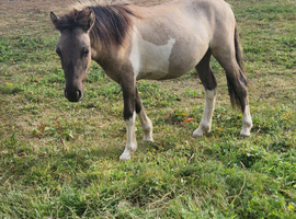 Pony for sale