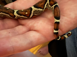 Baby boa constrictor