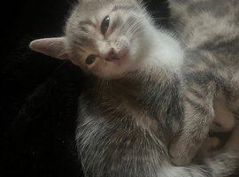 Kittens for sale