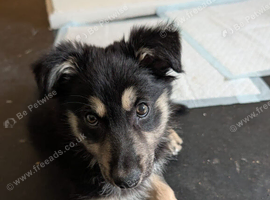 10 week old male border collie