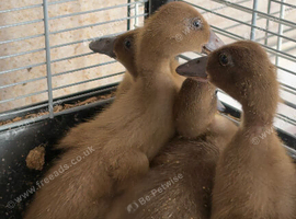 4 x khaki Campbell ducklings