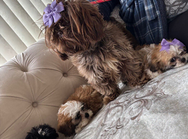 1 beautiful Shih Tzu puppy available to go today