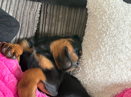 Urgent home