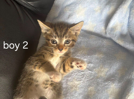 Gorgeous ragdol x bengal kittens