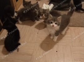 Stunning mixed litter only 3 left