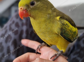 Rock pebbler - regent parrot