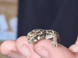 CB25 & 26 Viper Geckos