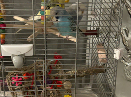2baby budgies and vision cage
