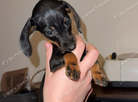 3 lovely puppies