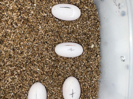 fertile crested gecko eggs