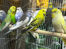 18 budgies young and adult