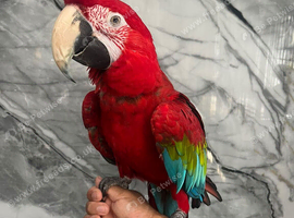 Friendly Super Tame Talking Greenwing Macaw Parrot,,22