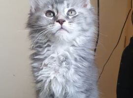 STILL AVAILABLE Premium TICA Maine Coon Kittens  Fully Vet Checked & Vaccinated (Nottingham)