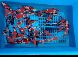 Koi carp for sale
