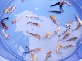 Koi Carp lovely bright colour s