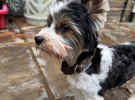 Ultra mini stunning Biewer terrier  proven boy 1.5
