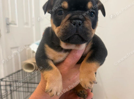 2 remaining old english bulldog x French bulldog pups for sale