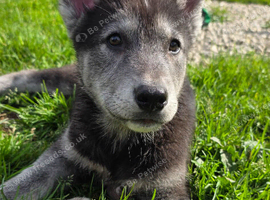 Shepsky puppies