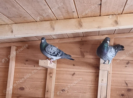 Johnson racing pigeons for sale