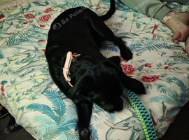 Puppy for sale