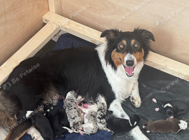 Border collie puppies