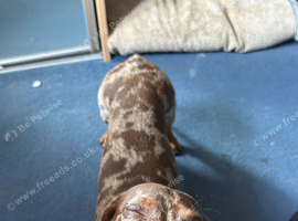 Rehome for miniature dachshund