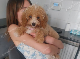 Female cockapoo