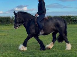 Sweet Violet mini cob mare