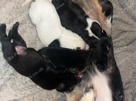 Jack russell pups