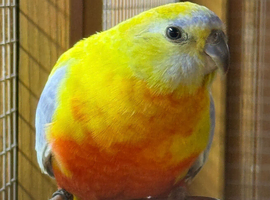 Female opaline turquoisine parakeet