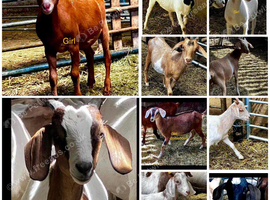 Boer x dairy goat female kids