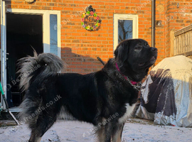 5 year old beautiful Caucasian Shepherd