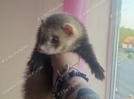 Ferrets