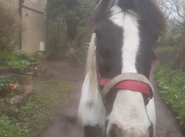 Mare cob for sale
