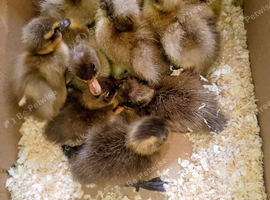 UNSEXED Indian Runner Ducklings