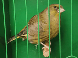 Exhibition green finches