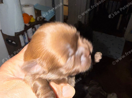 Lovely cheeky Shih Tzu pups Just 2 lovely boys