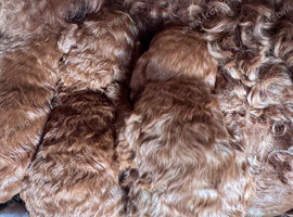 Red Cavapoos