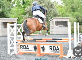 Hunting horse