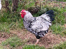 Roosters available to new homes