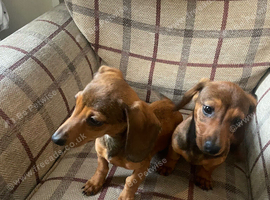 2 stunning miniature dachshund girls