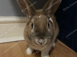 rabbit for free