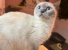 Pointed British short hair female