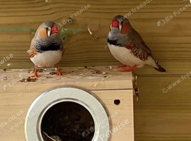 Zebra finches All different colours ready now