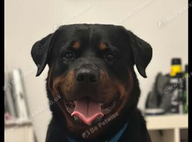 Rottweiler for stud