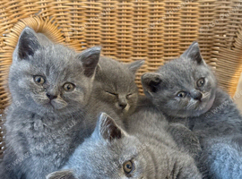 8 British Short Hair Kittens Available grey / blue