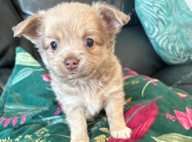 Stunning Pedigree Chihuahua Male Puppy