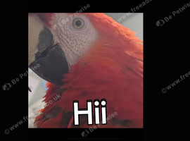 Scarlet macaw and Greenwinged macaw