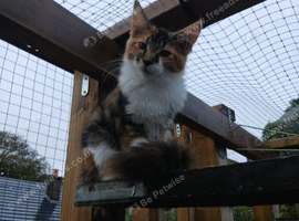 Maine Coon Kittens