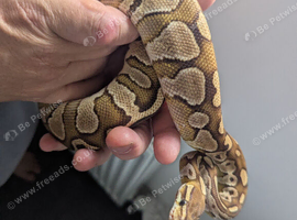 Lesser Ball python for sale